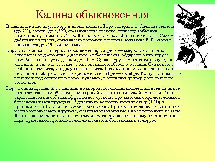 Калина обыкновенная В медицине используют кору и плоды калины. Кора содержит дубильные вещества (до
