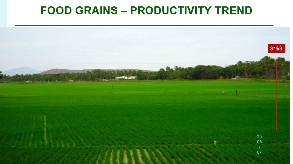 FOOD GRAINS – PRODUCTIVITY TREND 3163 20 06 07 5 
