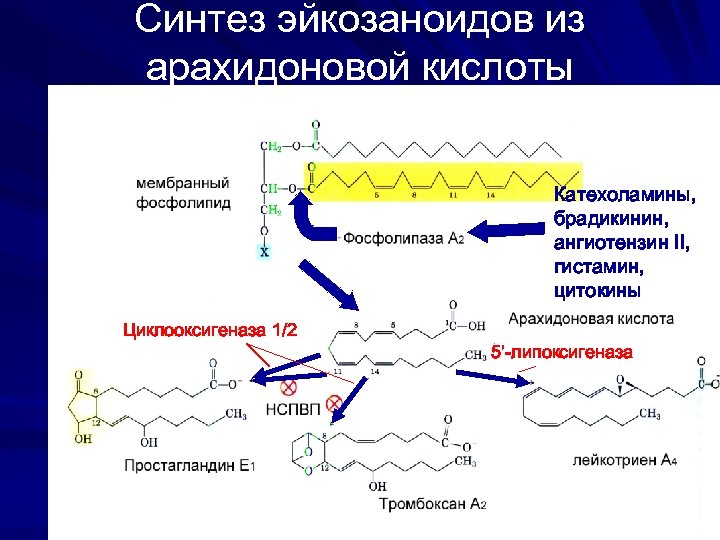 Синтез эйкозаноидов из арахидоновой кислоты Катехоламины, брадикинин, ангиотензин II, гистамин, цитокины Циклооксигеназа 1/2 5’-липоксигеназа