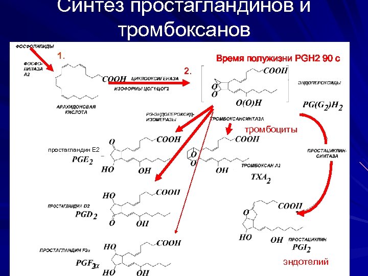 Синтез простагландинов и тромбоксанов 1. 2. Время полужизни PGH 2 90 c 0 -100