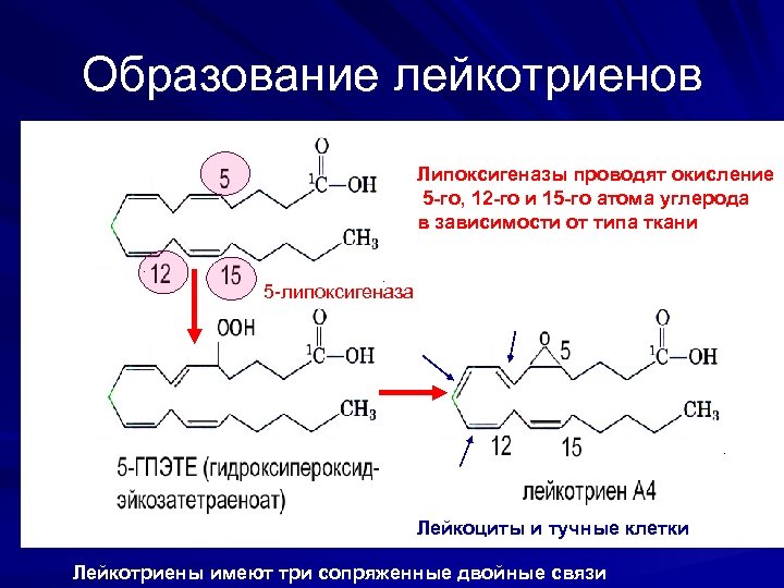 Образование лейкотриенов Липоксигеназы проводят окисление 5 -го, 12 -го и 15 -го атома углерода