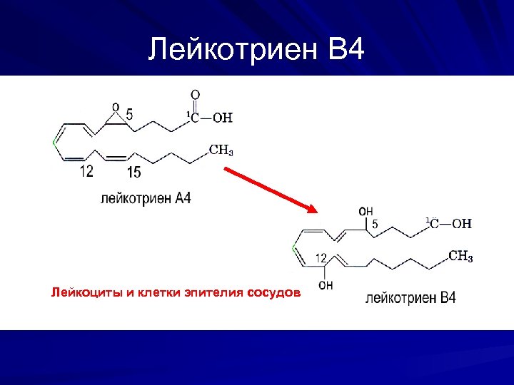 Лейкотриен В 4 Лейкоциты и клетки эпителия сосудов 