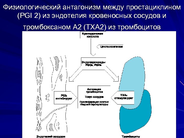 Физиологический антагонизм между простациклином (PGI 2) из эндотелия кровеносных сосудов и тромбоксаном А 2