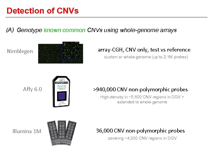 Detection of CNVs (A) Genotype known common CNVs using whole-genome arrays Nimblegen array-CGH, CNV