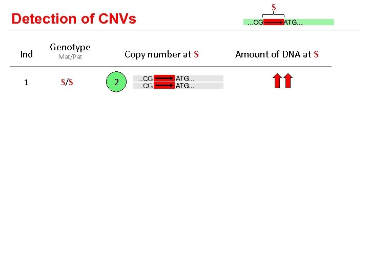 Detection of CNVs Ind Genotype Copy number at S Mat/Pat 1 S/S 2 2