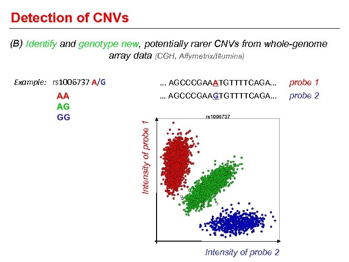 Detection of CNVs (B) Identify and genotype new, potentially rarer CNVs from whole-genome array