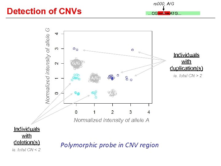 rs 000, A/G Normalized intensity of allele G Detection of CNVs A Individuals with