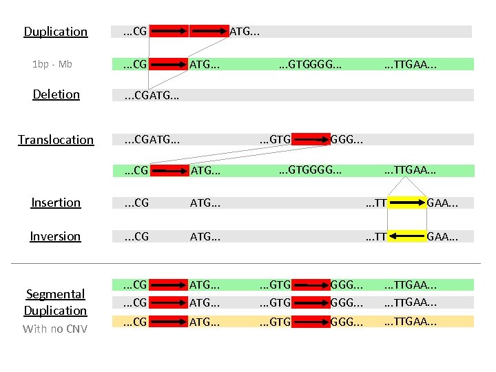 Duplication . . . CG 1 bp - Mb . . . CG Deletion