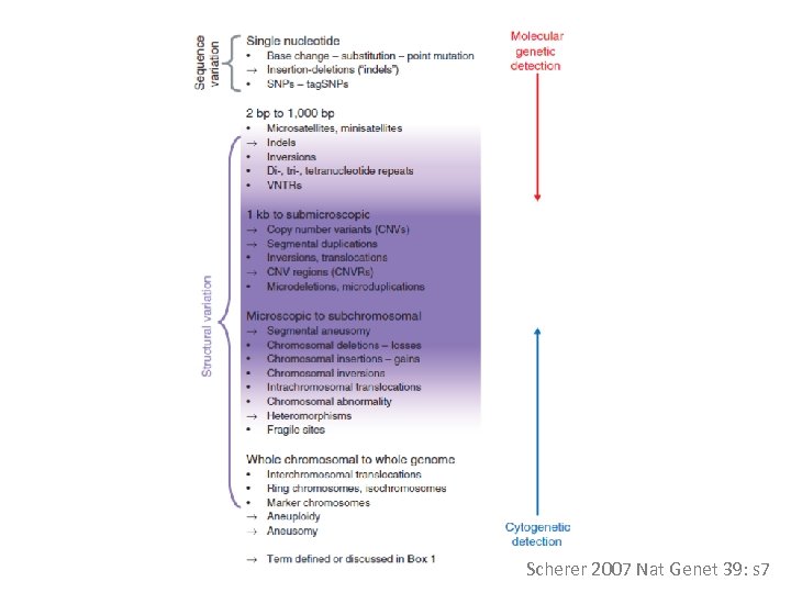 Scherer 2007 Nat Genet 39: s 7 