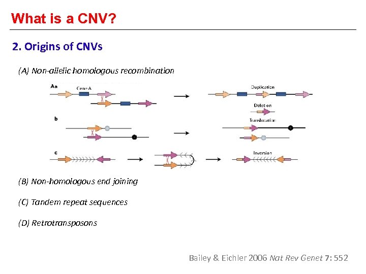 What is a CNV? 2. Origins of CNVs (A) Non-allelic homologous recombination (B) Non-homologous