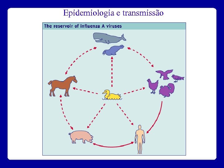 Epidemiologia e transmissão 