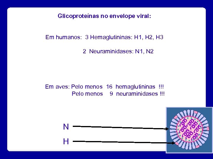 Glicoproteínas no envelope viral: Em humanos: 3 Hemaglutininas: H 1, H 2, H 3