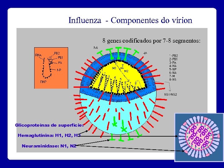 Influenza - Componentes do vírion 8 genes codificados por 7 -8 segmentos: Glicoproteínas de