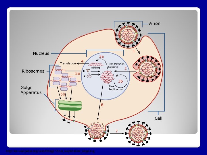 http: //en. wikipedia. org/wiki/Image: Virus_Replication_large. svg 