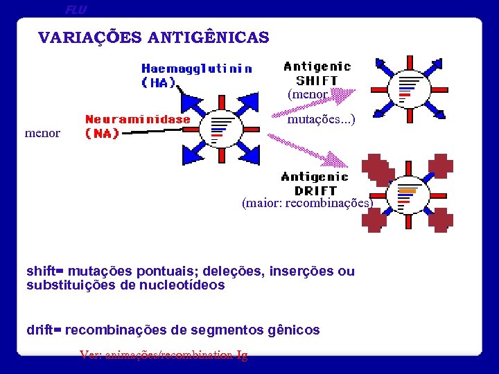 FLU VARIAÇÕES ANTIGÊNICAS (menor mutações. . . ) menor (maior: recombinações) shift= mutações pontuais;