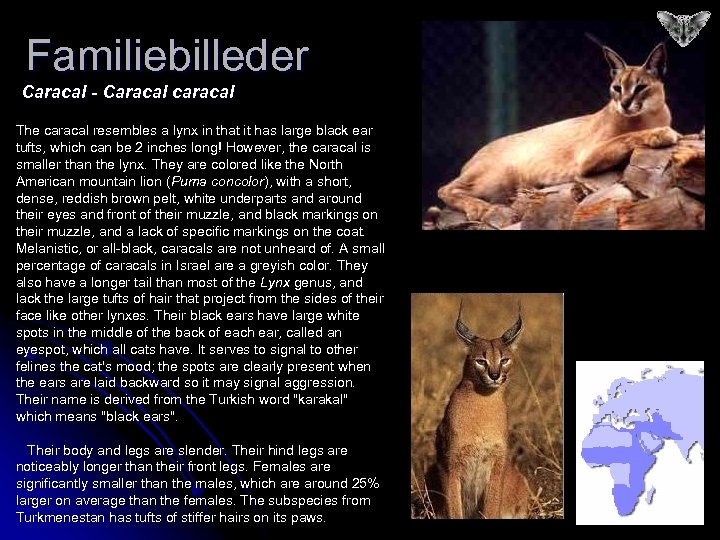 Familiebilleder Caracal - Caracal caracal The caracal resembles a lynx in that it has