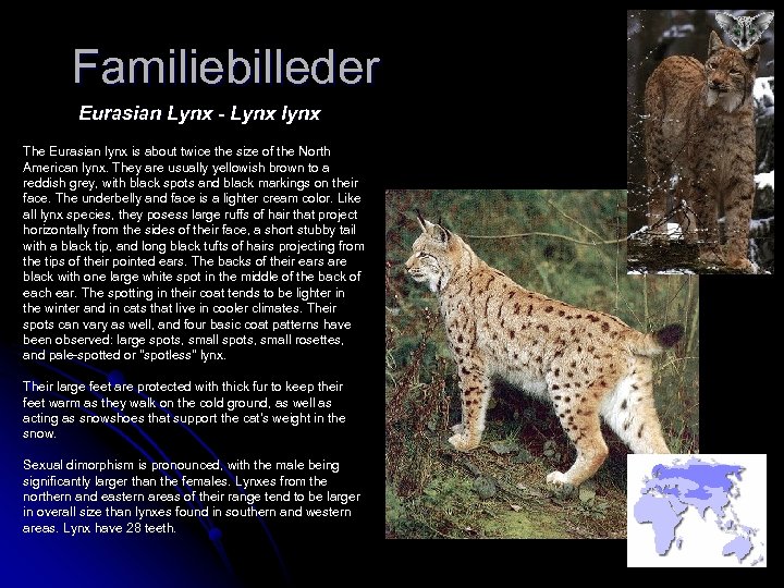 Familiebilleder Eurasian Lynx - Lynx lynx The Eurasian lynx is about twice the size