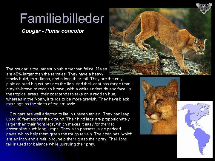 Familiebilleder Cougar - Puma concolor The cougar is the largest North American feline. Males