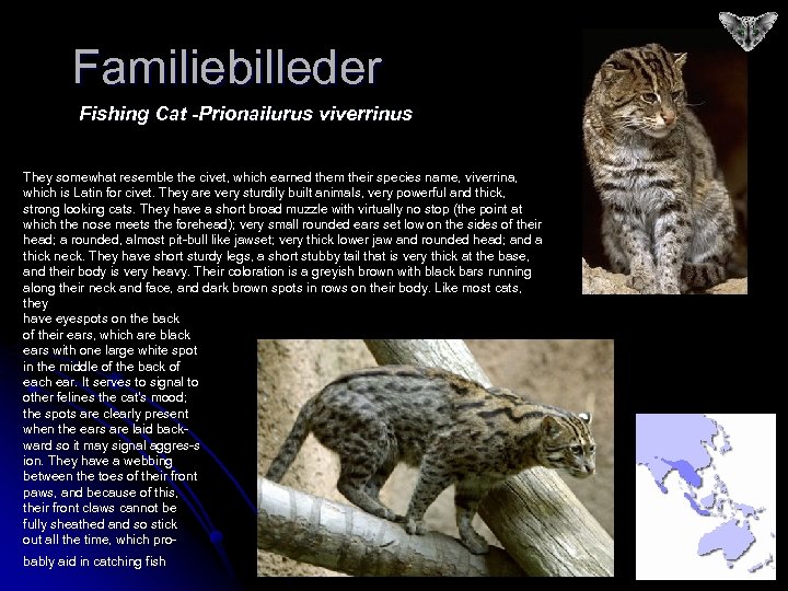 Familiebilleder Fishing Cat -Prionailurus viverrinus They somewhat resemble the civet, which earned them their