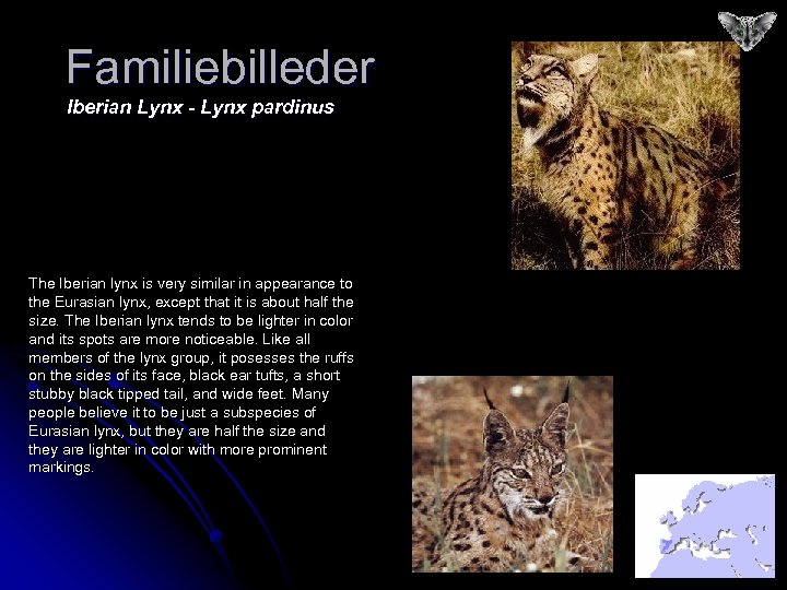 Familiebilleder Iberian Lynx - Lynx pardinus The Iberian lynx is very similar in appearance