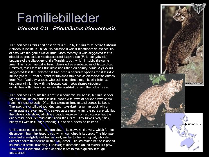 Familiebilleder Iriomote Cat - Prionailurus iriomotensis The Iriomote cat was first described in 1967