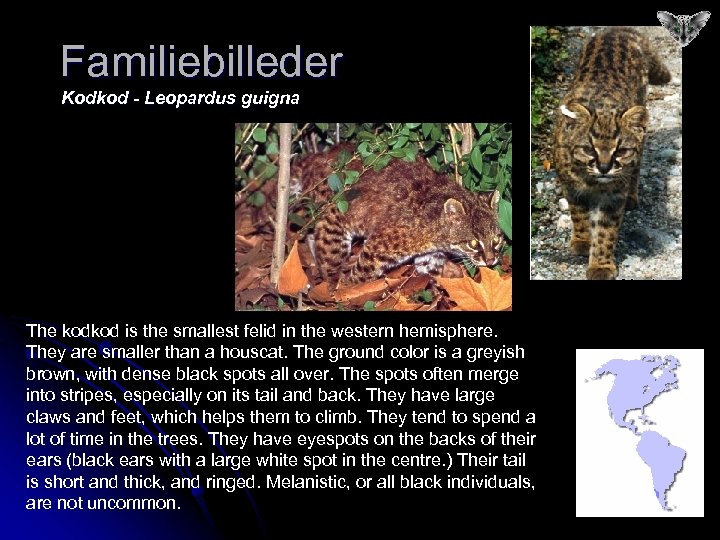 Familiebilleder Kodkod - Leopardus guigna The kodkod is the smallest felid in the western