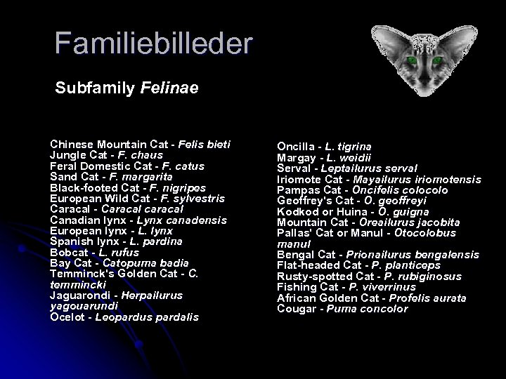 Familiebilleder Subfamily Felinae Chinese Mountain Cat - Felis bieti Jungle Cat - F. chaus