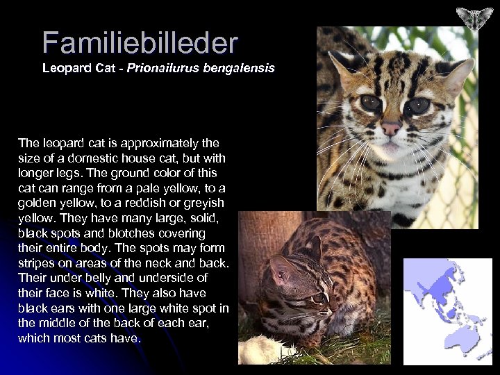 Familiebilleder Leopard Cat - Prionailurus bengalensis The leopard cat is approximately the size of