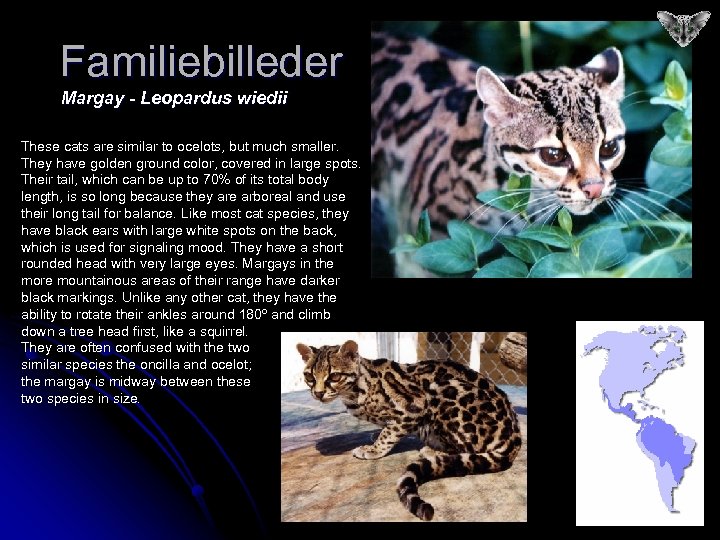 Familiebilleder Margay - Leopardus wiedii These cats are similar to ocelots, but much smaller.