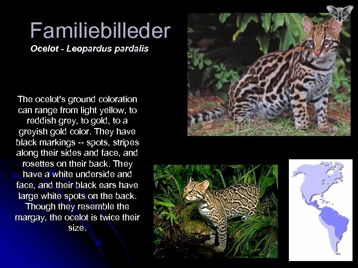 Familiebilleder Ocelot - Leopardus pardalis The ocelot's ground coloration can range from light yellow,