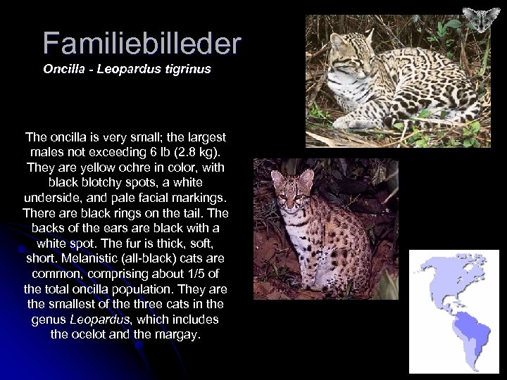 Familiebilleder Oncilla - Leopardus tigrinus The oncilla is very small; the largest males not