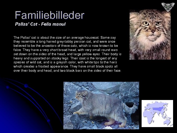 Familiebilleder Pallas' Cat - Felis manul The Pallas' cat is about the size of