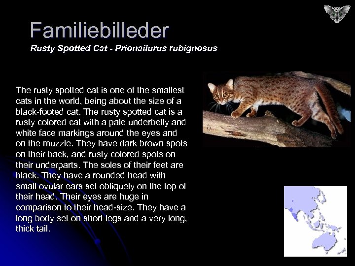 Familiebilleder Rusty Spotted Cat - Prionailurus rubignosus The rusty spotted cat is one of