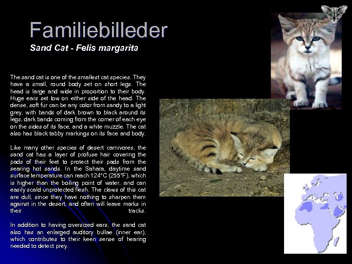Familiebilleder Sand Cat - Felis margarita The sand cat is one of the smallest