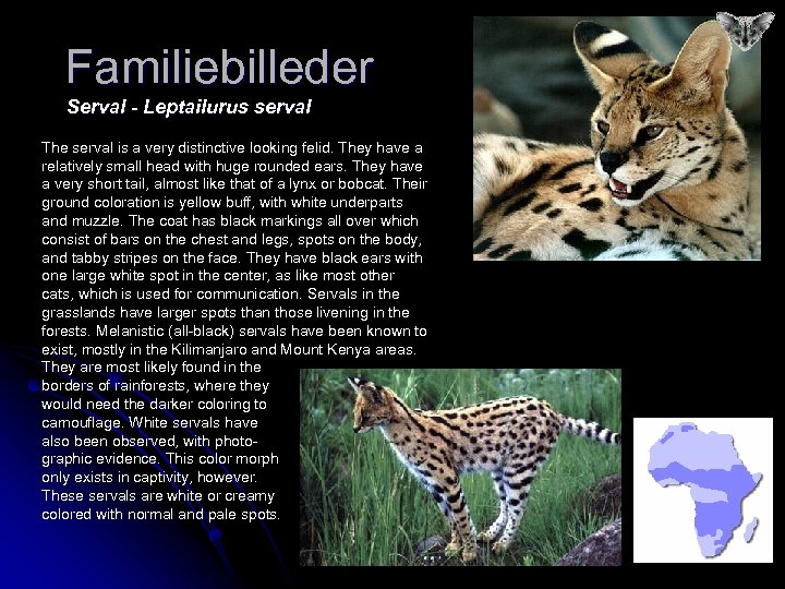 Familiebilleder Serval - Leptailurus serval The serval is a very distinctive looking felid. They