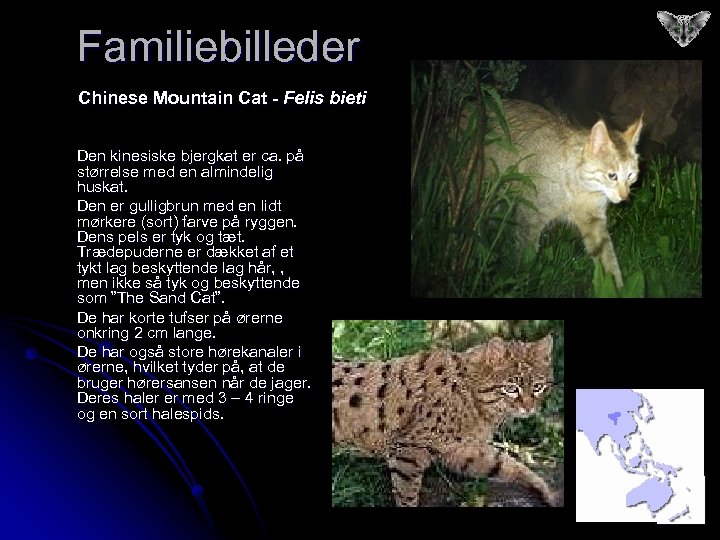 Familiebilleder Chinese Mountain Cat - Felis bieti Den kinesiske bjergkat er ca. på størrelse