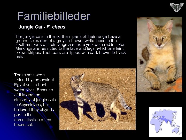 Familiebilleder Jungle Cat - F. chaus The jungle cats in the northern parts of