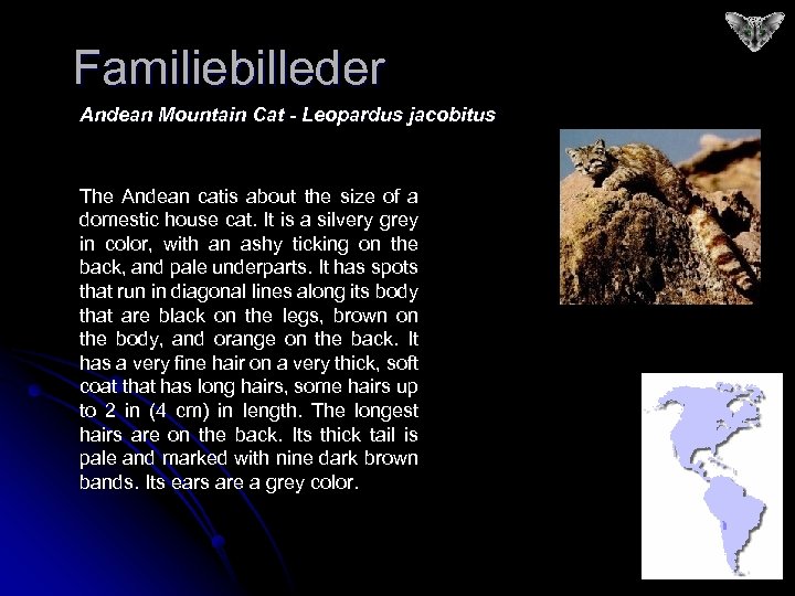 Familiebilleder Andean Mountain Cat - Leopardus jacobitus The Andean catis about the size of