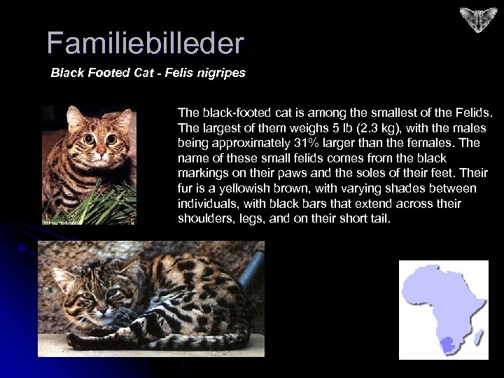 Familiebilleder Black Footed Cat - Felis nigripes The black-footed cat is among the smallest