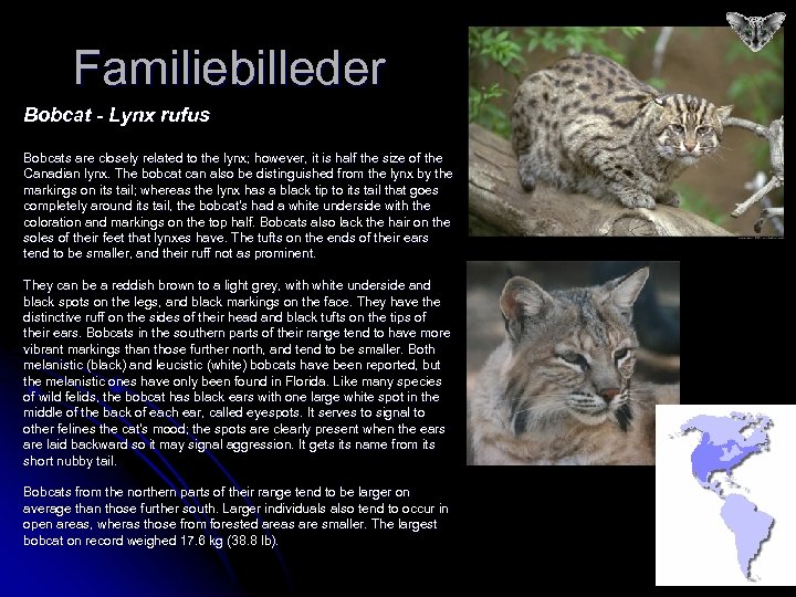 Familiebilleder Bobcat - Lynx rufus Bobcats are closely related to the lynx; however, it