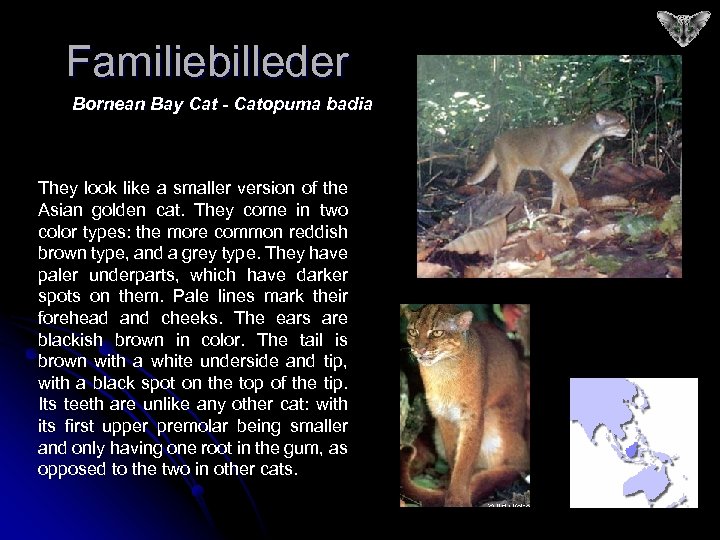Familiebilleder Bornean Bay Cat - Catopuma badia They look like a smaller version of