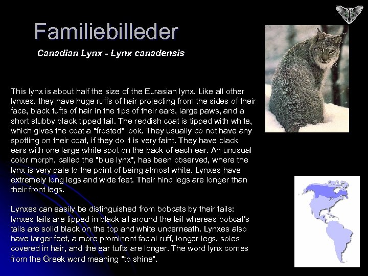 Familiebilleder Canadian Lynx - Lynx canadensis This lynx is about half the size of