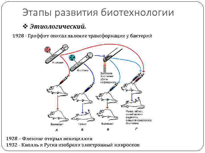 Презентация история развития биотехнологии