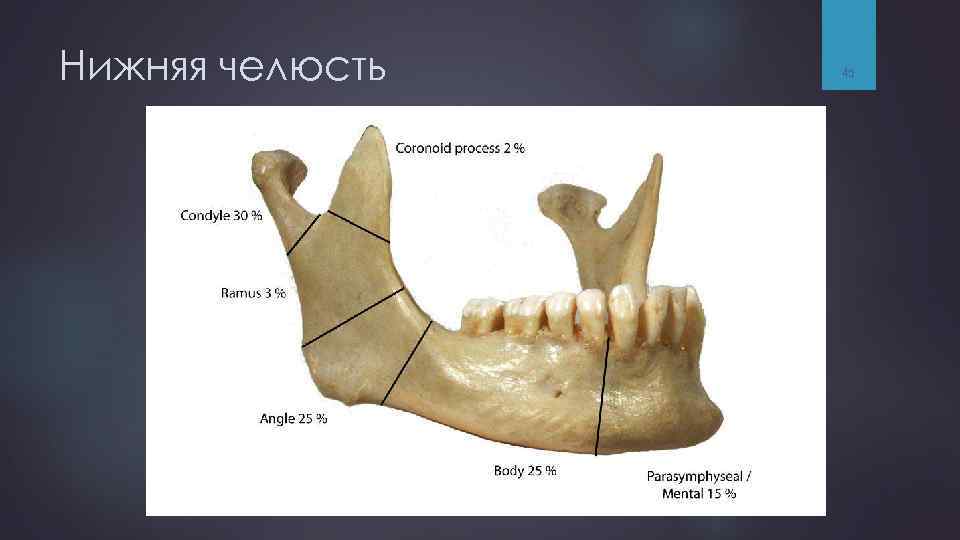 Нижняя челюсть 45 
