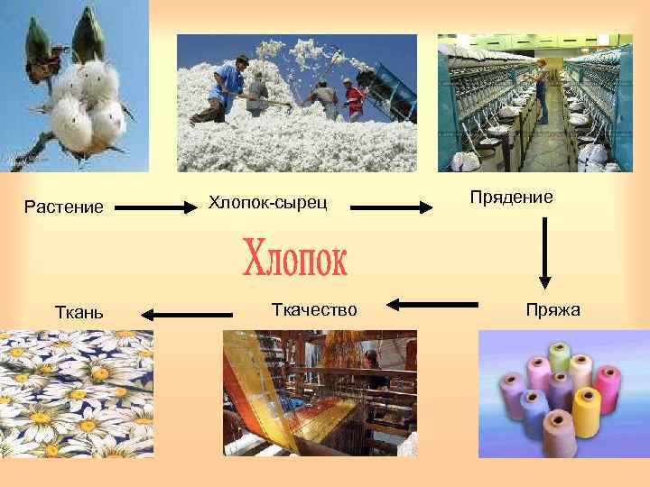 Растение Ткань Хлопок-сырец Ткачество Прядение Пряжа 