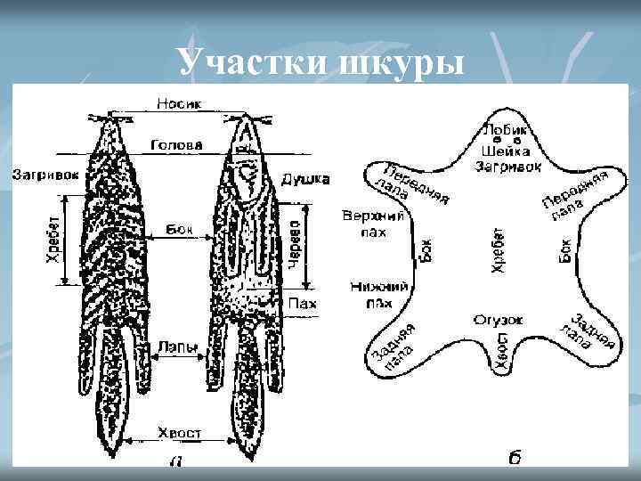 Участки шкуры 