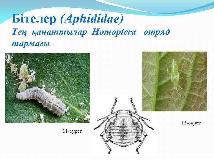 Бітелер (Aphididae) Тең қанаттылар Homoptera отряд тармағы 12 -сурет 11 -сурет 