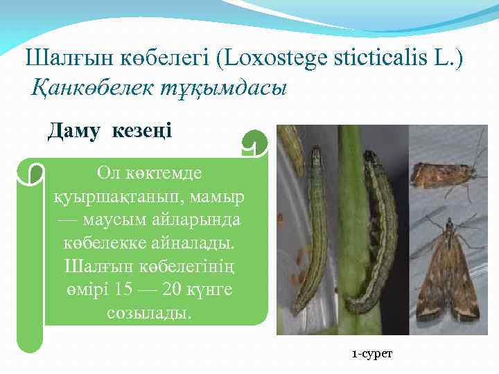 Шалғын көбелегі (Loxostege stіctіcalіs L. ) Қанкөбелек тұқымдасы Даму кезеңі Ол көктемде қуыршақтанып, мамыр