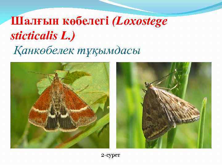 Шалғын көбелегі (Loxostege stіctіcalіs L. ) Қанкөбелек тұқымдасы 2 -сурет 