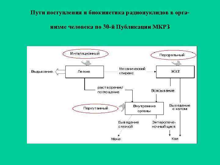 Пути поступления и биокинетика радионуклидов в организме человека по 30 -й Публикации МКРЗ 